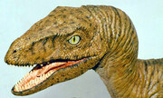 Velociraptor 1:6